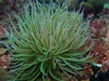Common anemone (anemonia sulcata)