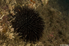 Erizo de mar Negro (Arbacia lixula)