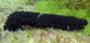black sea cucumber (Holoturia forskali)