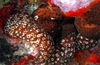 Pepino de mar variable (Holoturia sanctori)
