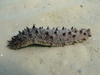 Sea cucumber (Holoturia tubulosa)