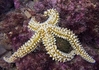 Estrella de mar espinosa (Marthasterias glaciales)