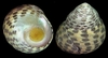 sea snail (monodonta sp.)