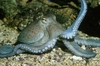 Pulpo (Octopus vulgaris)
