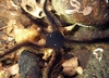 Black brittle star (Ophiocomina nigra)