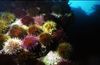 Colorful sea urchin (Paracentrotus lividus)