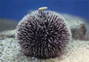Purple spiny sea urchin (Sphaerechinus granularis)