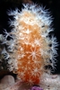Pluma de mar (Veretillum cynomorium)