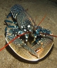 Lobster (Hommarus gammarus)