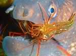 Cleaner shrimp eat Aiptasia (Lysmata seticaudata)