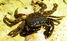 Rock crab (Pachygrapsus marmoratus)