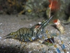 Shrimp (Palaemon elegans)