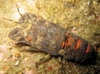 Mediterranean slipper lobster (Scyllarus arctus)