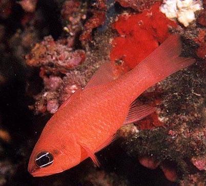 mediterranean cardinalfish (Apogon imberbis)