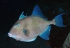 Triggerfish (Ballistes carolinensis)