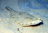 Wide eyed flounder (Bothus podas)