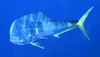 Dolphin fish (Coryphena hippurus)