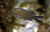 Castañuelas (Chromis chromis)