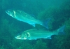 Sea bass (Dicentrarchus labrax)