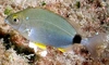 Seabream (Diplodus annularis)