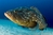 grouper (Epinephelus marginatus)