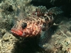 gobio de boca roja (Gobius cruentatus)