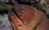 brown moray eel (Gymnothorax unicolor)